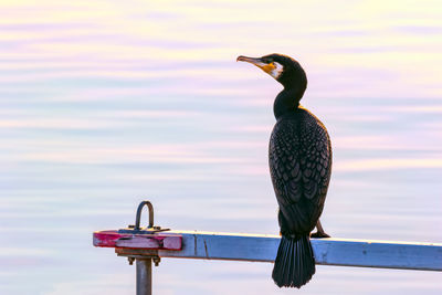Rear view of cormorant perching by lake