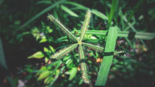 High angle view of plant on field