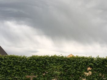 Trees on landscape against cloudy sky