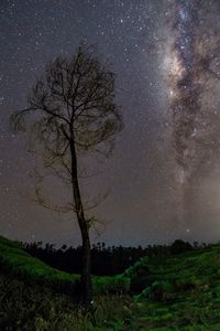 Bare tree on field against sky at night