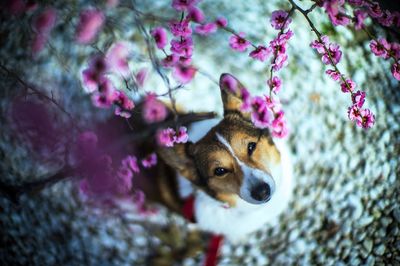 Dog in park