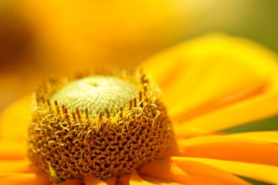 Close-up of yellow flower