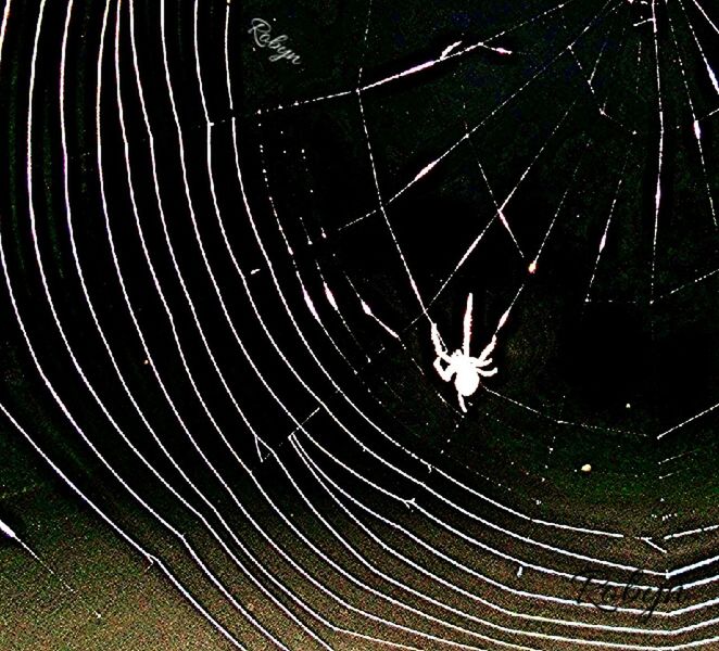 animal themes, full frame, backgrounds, pattern, night, spider web, natural pattern, one animal, outdoors, nature, no people, high angle view, close-up, wildlife, beauty in nature, design, low angle view, spider, abstract