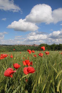 Red poppy flowers on field against sky