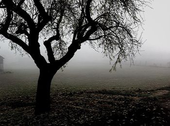 Bare tree by lake against sky