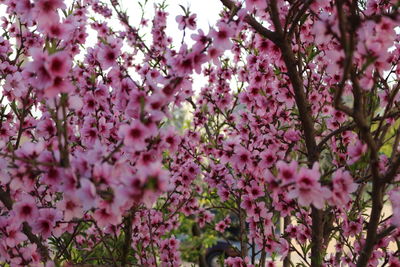 Close-up of pink flowers on tree