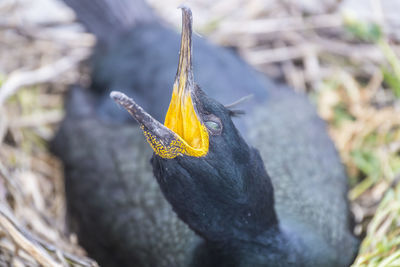 Close-up of bird against blurred background