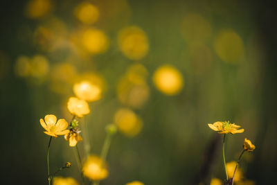 Close-up of yellow flowering plant