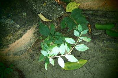 Close-up high angle view of flowers