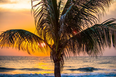 Palm tree by sea against sky during sunset