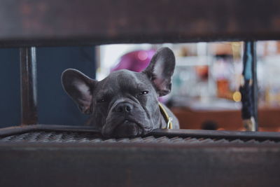 Portrait of a dog
