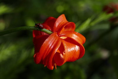 Close-up of red flower