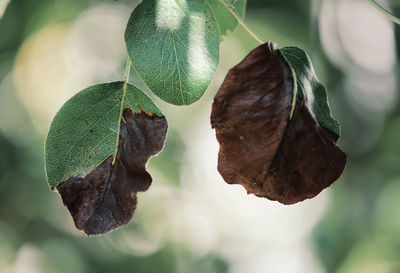 Close-up of fresh green leaves on plant