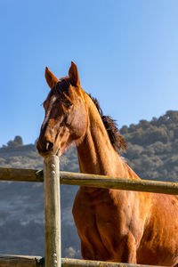 Attentive brown horse with raised ears in horseback riding