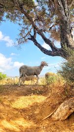 Side view of goat standing under the tree