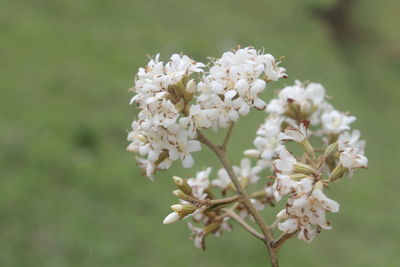 Close-up of white cherry blossom tree