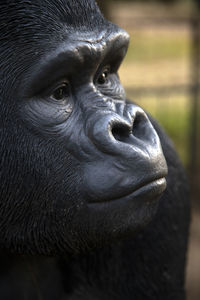 Close-up portrait of gorilla face looking away