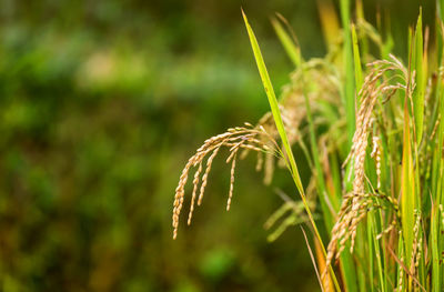 Close-up of stalks in field