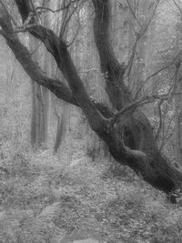 Dead tree on field in forest