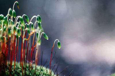Moss with green spore capsules on red stalks in the spring forest