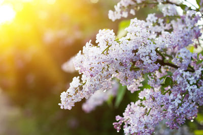 Close-up of purple flowering plant