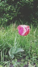 Close-up of pink flowering plants on land