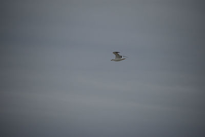 Low angle view of seagull flying in sky