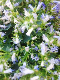 Purple flowers blooming outdoors