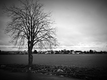 Bare trees on field