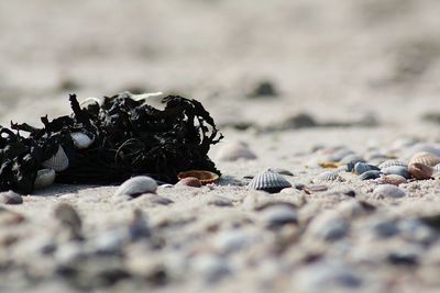 Close-up of shells on sand