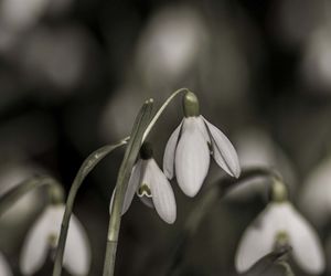 Close-up of flower blooming outdoors