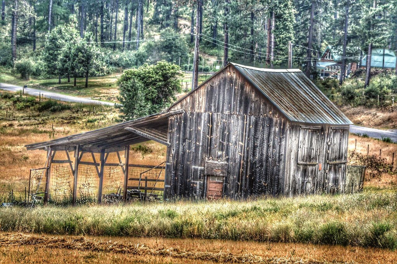 tree, grass, built structure, field, architecture, wood - material, building exterior, house, barn, fence, wooden, grassy, rural scene, old, abandoned, wood, growth, landscape, nature, outdoors