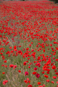 Close-up of red poppy flowers on field