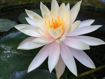 Close-up of water lily in lake