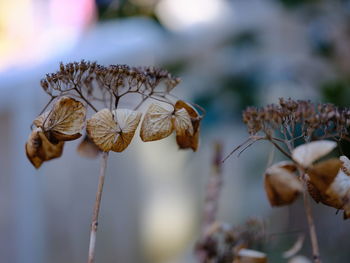 Close-up of wilted plant