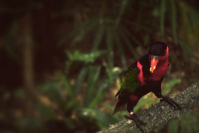 Bird perching on red leaf