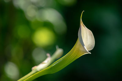Close-up of white flowering plant