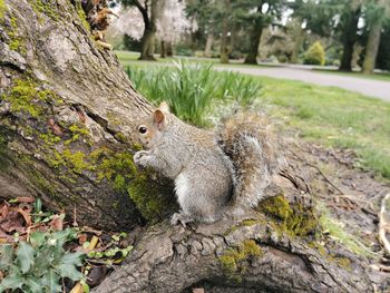 Squirrel on tree trunk