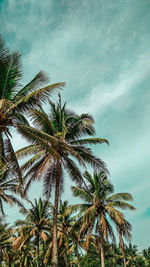 Low angle view of palm trees against sky