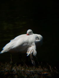 White bird flying