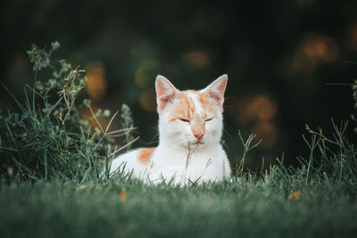 Cat looking away on field