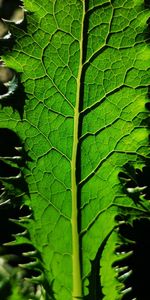 Close-up of green leaves