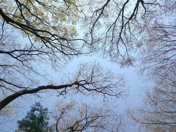 Low angle view of bare trees against sky