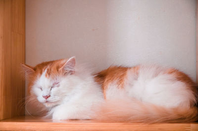 Cat sleeping on wall