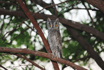 Low angle view of squirrel on tree