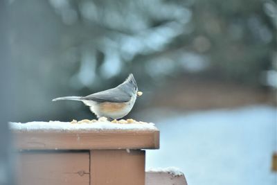 Close-up of bird perching on snow