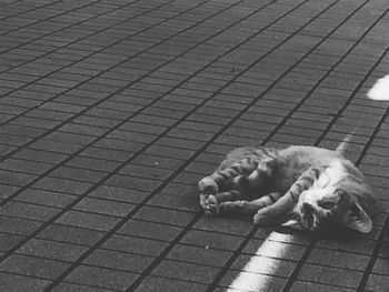 Cat lying on footpath