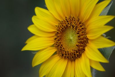 Close-up of sunflower