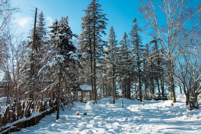 Trees on snow covered field against sky