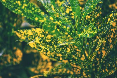 Close-up of flowering plant leaves